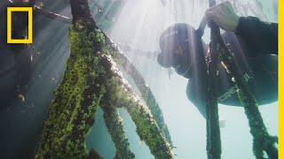 Measuring Mangroves  Explorers in the Field [upl. by Kcirednek]