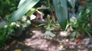 Orquídea Epidendrum coronatum 🥳 [upl. by Onirefez]