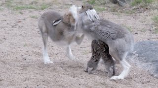 Amazing Breastfeeding Hare Mom Fights Male [upl. by Rosalynd]