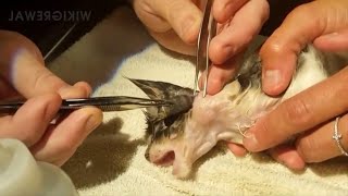 Satisfying Botfly Larvae Removal From Animals [upl. by Janeczka]