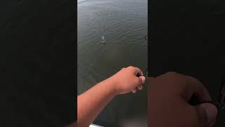 NJ Fluke Fishing fluke flounder flukefishing fishing gopro gamefish [upl. by Cully802]