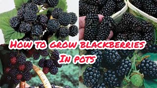 How to grow blackberries in pots how to grow blackberries growing blackberries in containers [upl. by Ahtekal]