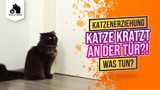 🔥 Katze kratzt an Tür nachts Katze erziehen AntiTürkratzTraining was tun Tipps amp Tricks [upl. by Sky904]