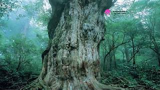 Yakushima Island Kagoshima [upl. by Croft]