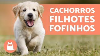 FILHOTES DE CACHORRO  TOP VÍDEOS para amar muito [upl. by Hancock]