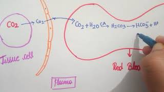 Chloride Shift  Respiration  11th CBSE  NEET  KVPY  NSEB [upl. by Seamus]