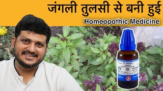 Ocimum Caryophyllatum  जंगली तुलसी  Homeopathic Medicine  Symptoms  How to use [upl. by Gabey866]