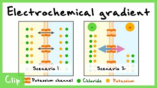 Nernst Equation And The Electrochemical Gradient Explained  Clip [upl. by Leeland]