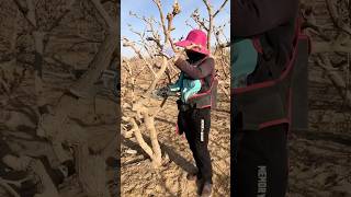 Pruning jujube tree branches process [upl. by Davy854]