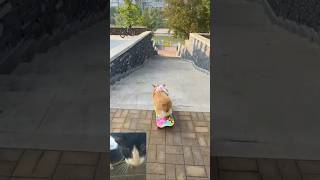 What talent do dogs have Excellent video [upl. by Drofxer]