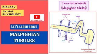 Excretion in insects Malpighian tubules  Biology  Online Biology Class [upl. by Archie]