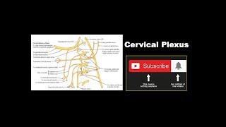 Cervical Plexus  Formation Branches Communicating Branches  Ansa Cervicalis [upl. by Marchak]