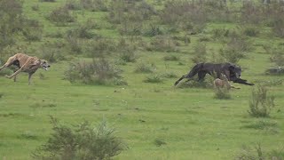 Galgos y Liebres 2023 [upl. by Yatzeck104]