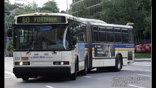 BEE LINE BUSES NEAR WHITE PLAINS BUS TERMINAL NEOPLAN NABI AND ORION [upl. by Scopp]