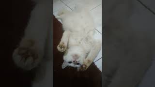 Gangguin tukang tidur 😺 cat kucing kucingkucu catlover kucingimut kucingucil cutecat [upl. by Ojybbob]