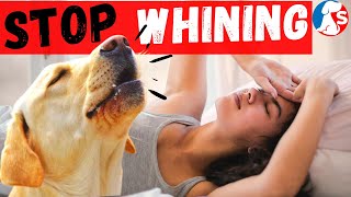 How To Get Your Dog To Stop Whining At Night [upl. by Gannon798]