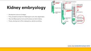 Renal embryology  Renal system  Step 1 Simplified [upl. by Kinchen]