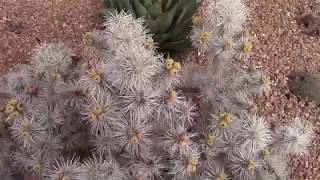 Cylindropuntia whipplei quotSnow Leopardquot [upl. by Mapel]