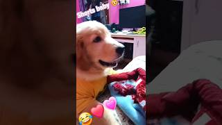 shorts viral youtubeshorts goldenretriever shorts feed [upl. by Imray308]