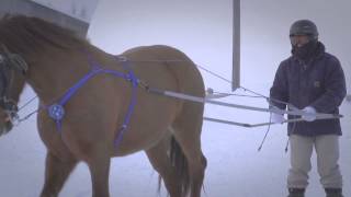 Cheval Canadien Ski joering [upl. by Anissa265]