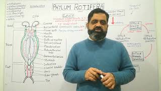 Phylum Rotifera Urdu Hindi medium Monogonont life cycle profmasoodfuzail  Eutely  Mictic [upl. by Naitsabes117]