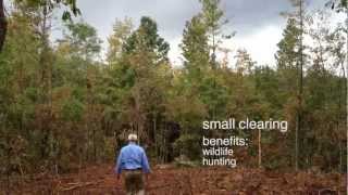 Small Clearing of Clear Cut Pine  TimberUpdatecom [upl. by Garrett275]