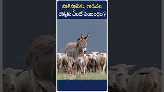 పాకిస్థాన్​​కు గాడిదల లెక్కకు ఏంటీ సంబంధంRole of Donkeys in Pakistans Economic Growth [upl. by Odnamra]