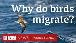 How birds travel thousands of miles every year  CrowdScience BBC World Service Podcast [upl. by Hudis]