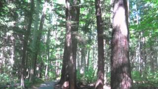 Oldgrowth forest at Hartwick Pines State Park [upl. by Lat]