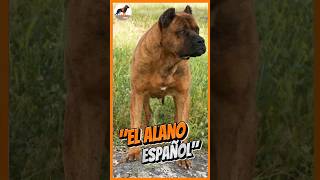 Alano Español quotEl antiguo perro guerrero españolquot🐕⚔️ alano alanoespañol perros [upl. by Ferd]