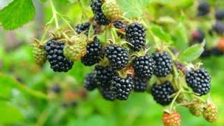 How to Grow Blackberries  Complete Growing Guide [upl. by Akram]