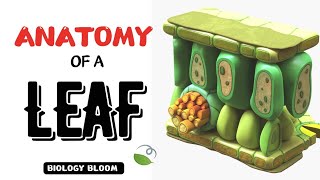 Anatomy of a Leaf  Anatomy of Flowering Plants  Biology Bloom neet [upl. by Oibesue]