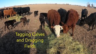 Tagging Calves and Dragging Fields [upl. by Elleiand]