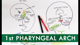 First Pharyngeal Arch and its derivatives  Embryology Tutorial [upl. by Friedland]