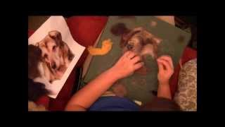 Needle Felting a 2D Pet Dog Portrait [upl. by Dekeles]