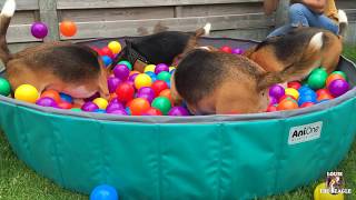 TOP 10 Reasons Why YOU Need A BEAGLE and a Ball Pit [upl. by Heilner]