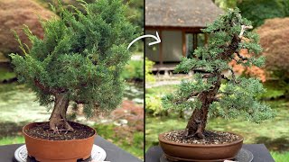 Learn how to create a Juniper Bonsai tree [upl. by Juliane]