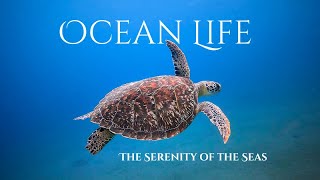 Ocean Life Relaxing Music travel Sea ocean [upl. by Doerrer]