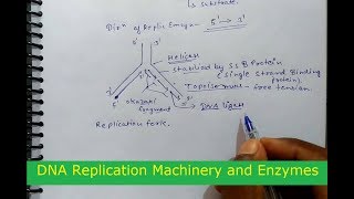 DNA Replication Machinery and Enzymes in hindi [upl. by Shirl]