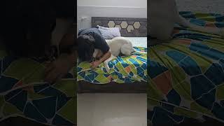 rap tamil song music tamilsong viralvideo ilovemylifecomejoinme trending doglover pets [upl. by Domingo978]