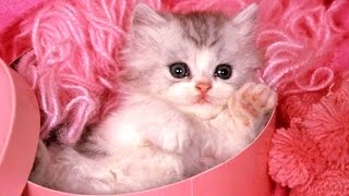 Cute Kittens  A Funny And Cute Kitten Videos Compilation 2017 BEST OF [upl. by Nylasej]