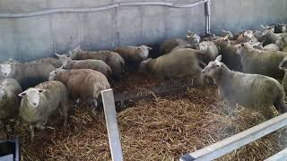 Finishing lambs in the Teagasc Sheep Research Demonstration Flock [upl. by Johm778]