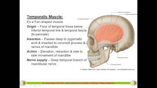 Temporal InfraTemporal Fossa amp Muscles of Mastication  Dr Yusuf [upl. by Beora]