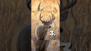 Which Buck countrymusic deer deerhunting fishing deerseason hunting wildlife bucks doe [upl. by Rese]