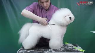 Bichon frise grooming by Anna Bardysheva Part 3 [upl. by Yesima]