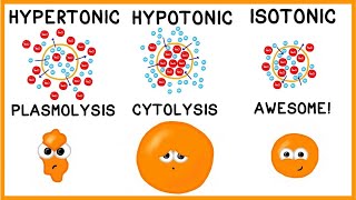 Hypertonic Hypotonic and Isotonic Solutions [upl. by Dagnah]