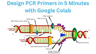 Design PCR Primers on Google Colab [upl. by Etnohs]