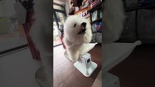 Poodle lai Bichon ra Poochon🐶dog puppy animals pets [upl. by Irelav]