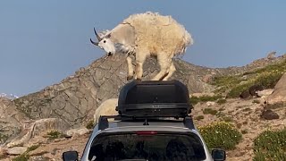 Video shows mountain goats quotdancingquot on top of campers car in Colorado [upl. by Aremihc]