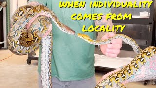 Reticulated Python Localities What Difference Can They Make [upl. by Nanek967]